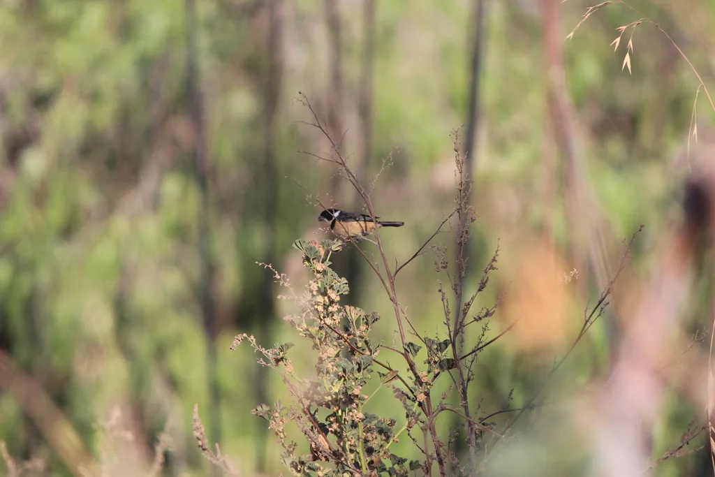 白领食籽雀(Sporophila torqueola)
