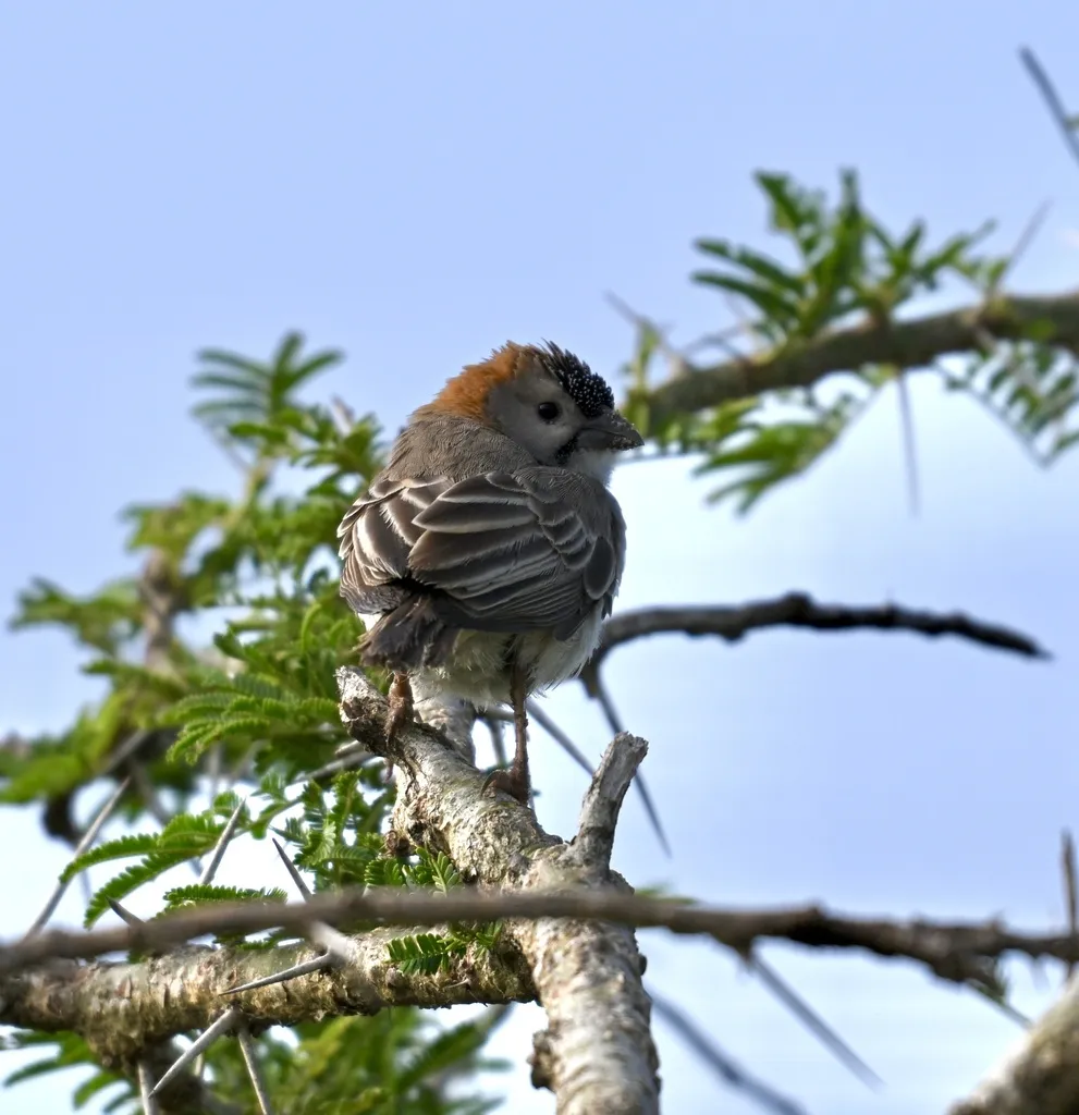 点额织雀(Sporopipes frontalis)