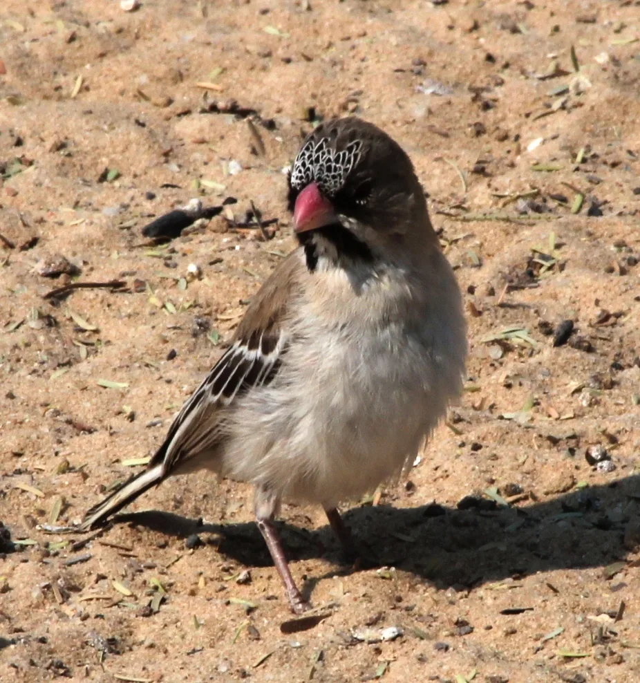 鳞额编织雀（Sporopipes squamifrons）