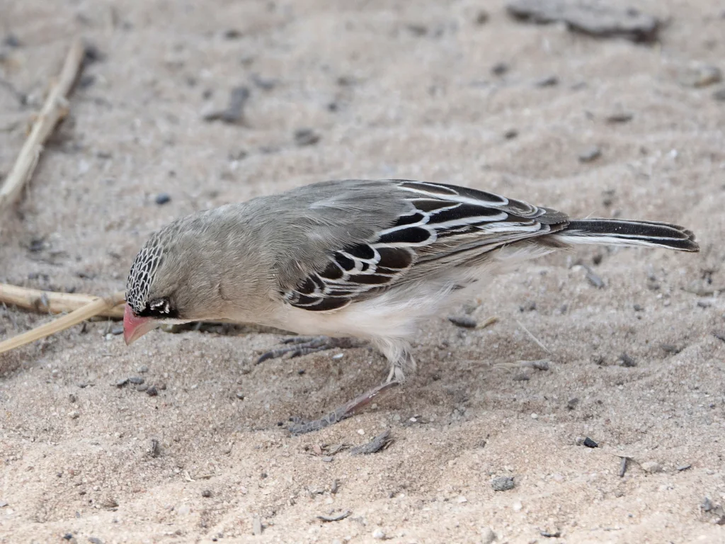 鳞额编织雀（Sporopipes squamifrons）