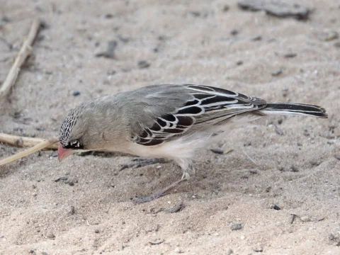 鳞额编织雀