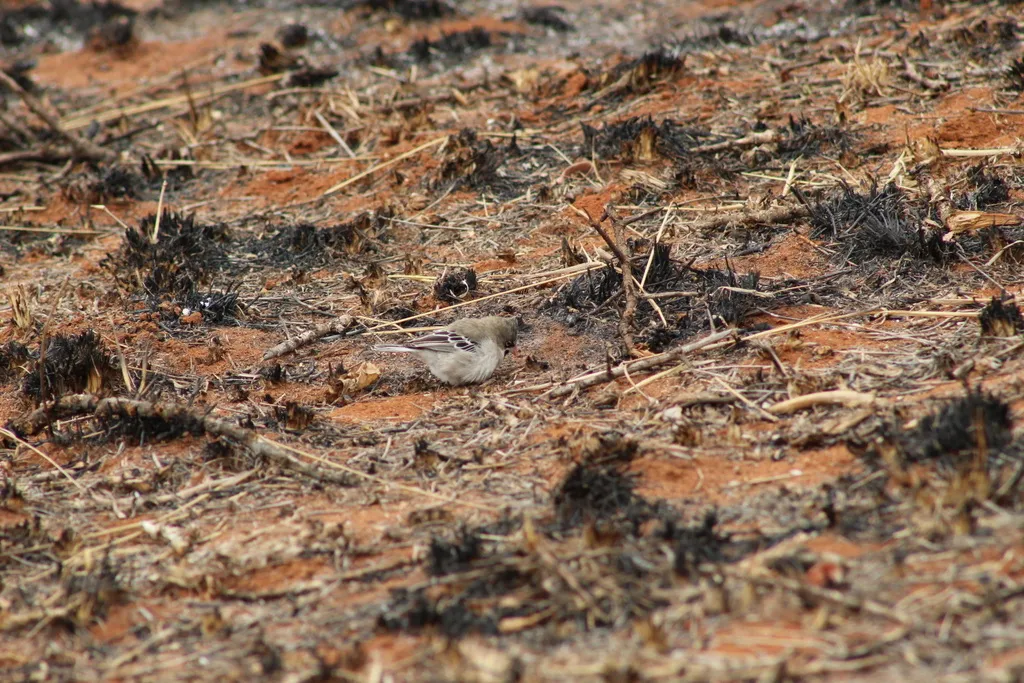 鳞额编织雀（Sporopipes squamifrons）