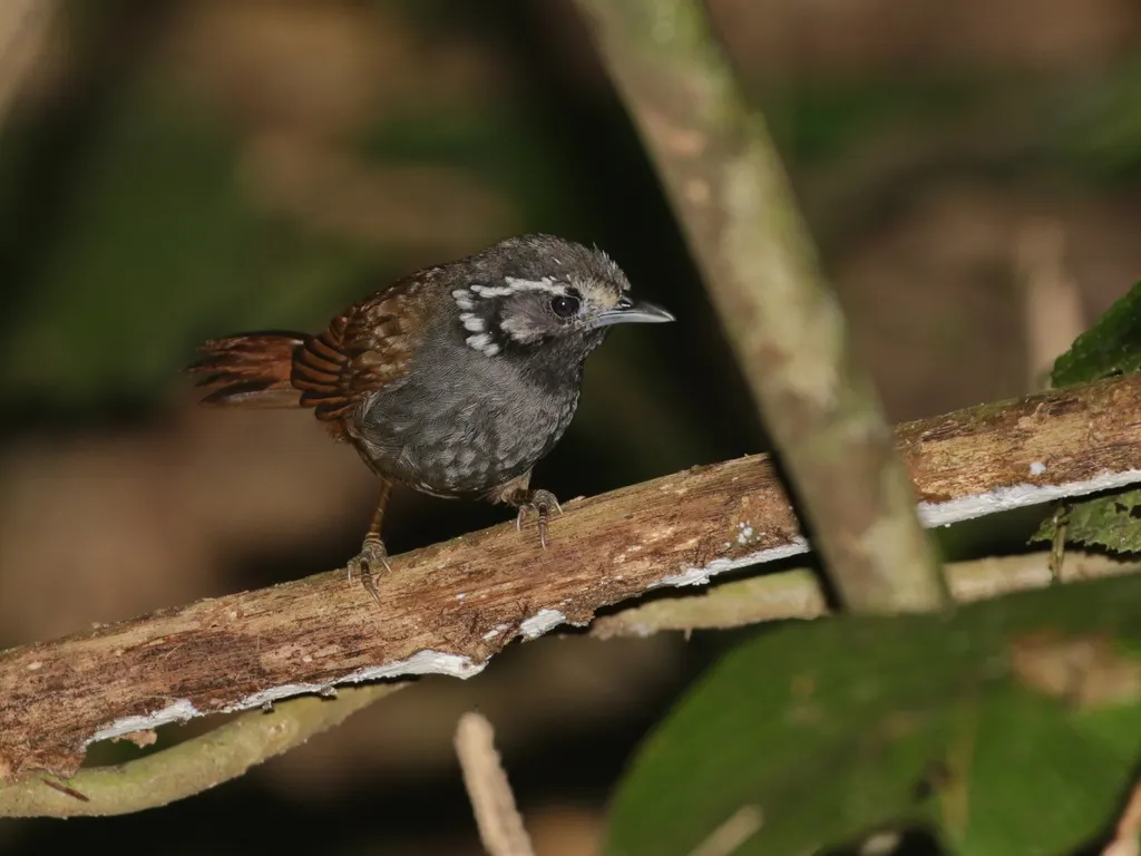 白耳穗鹛(Stachyris leucotis)