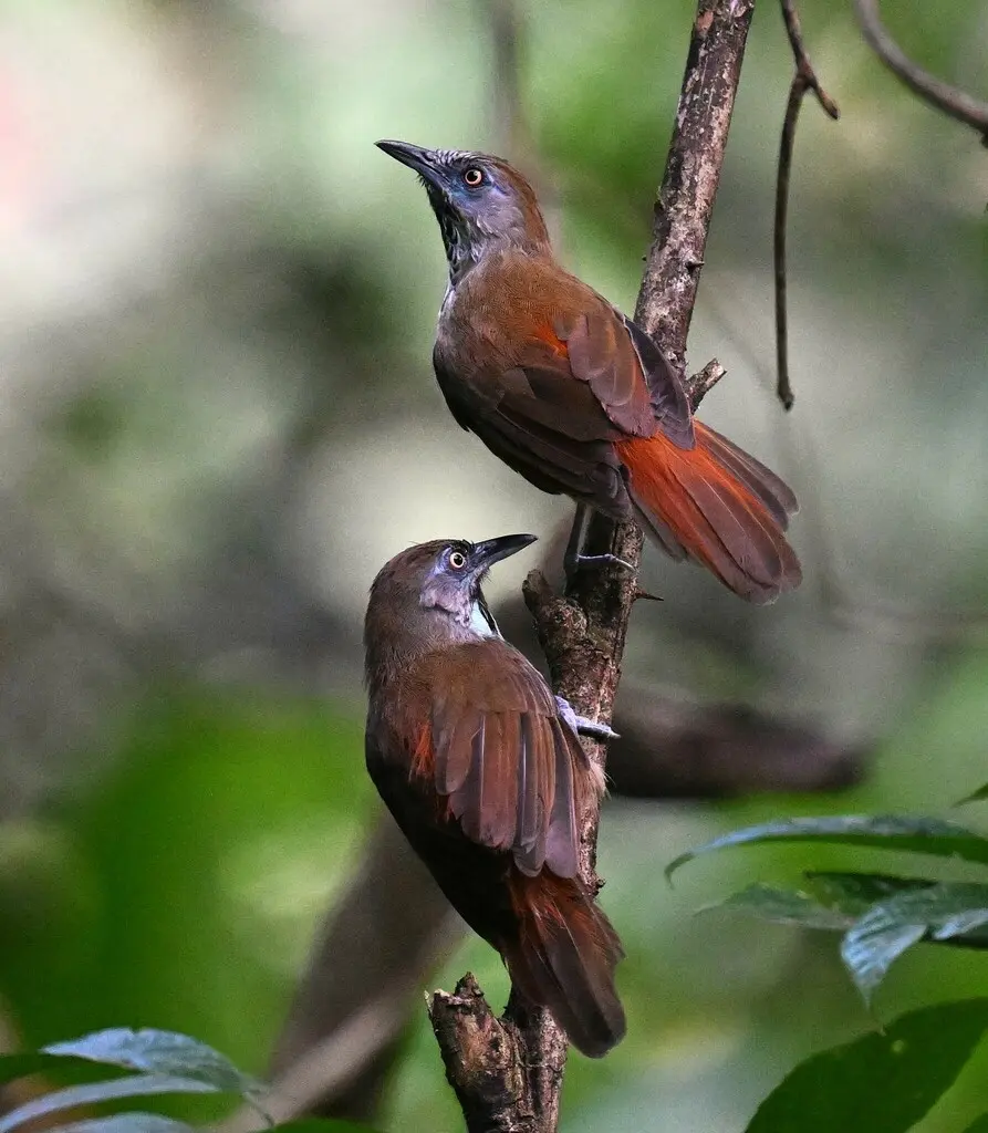 红腰穗鹛(Stachyris maculata)