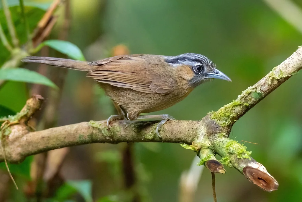 黑头穗鹛(Stachyris nigriceps)