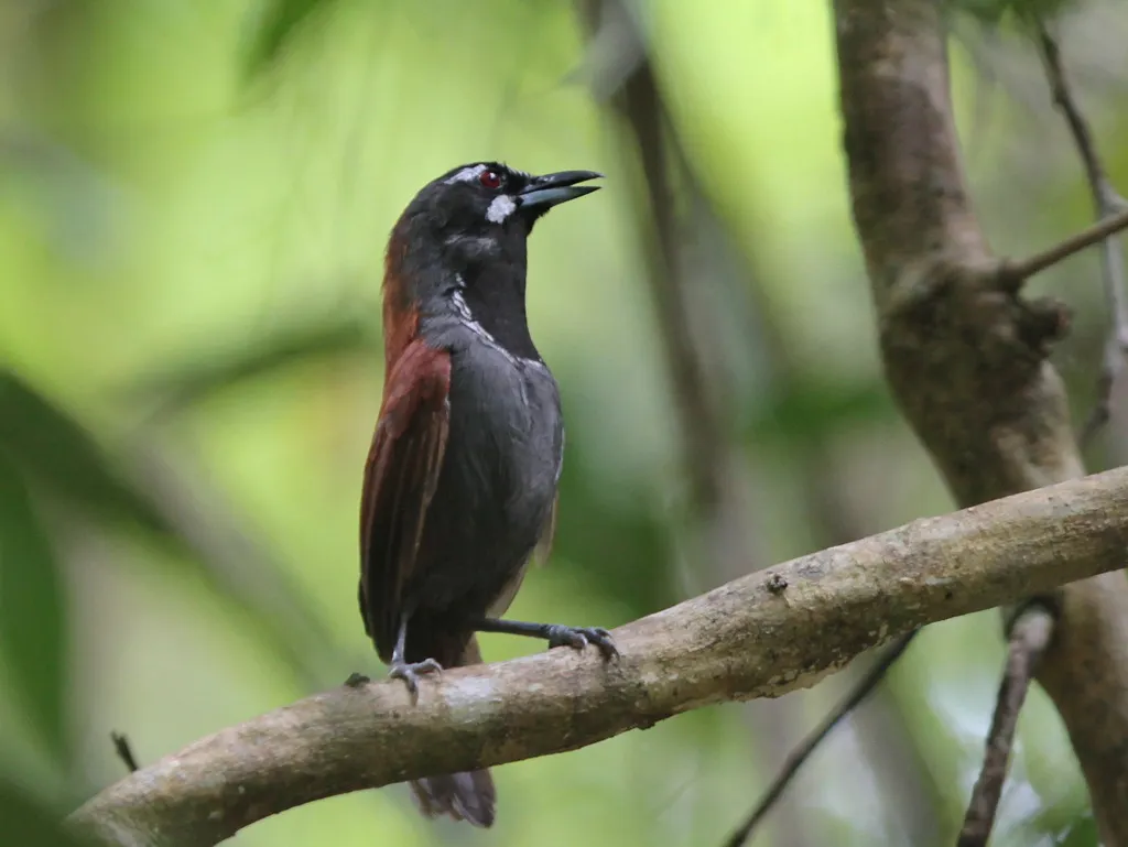 黑喉穗鹛(Stachyris nigricollis)