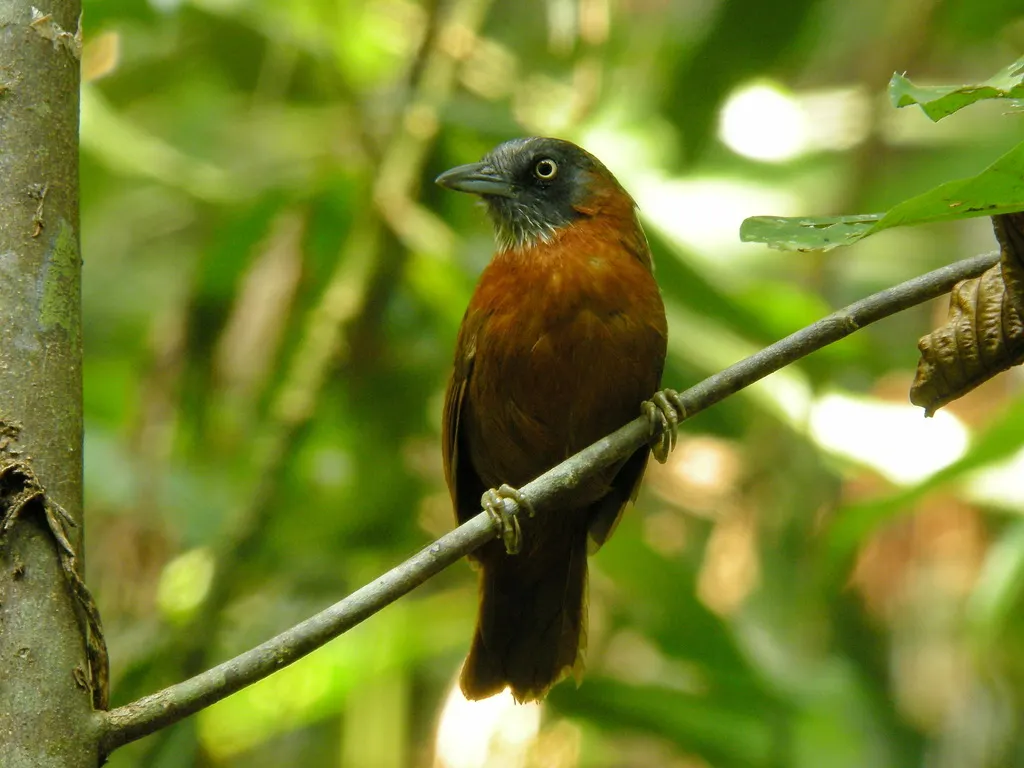 灰头穗鹛(Stachyris poliocephala)