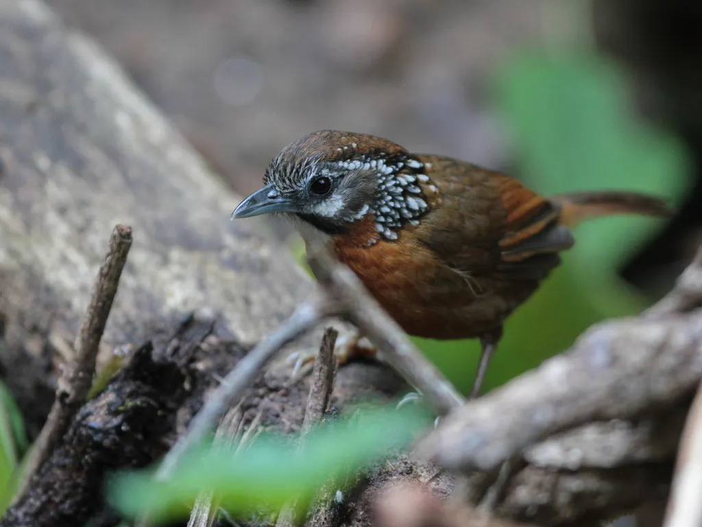 斑颈穗鹛(Stachyris strialata)