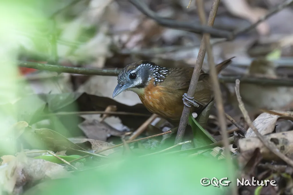 斑颈穗鹛(Stachyris strialata)