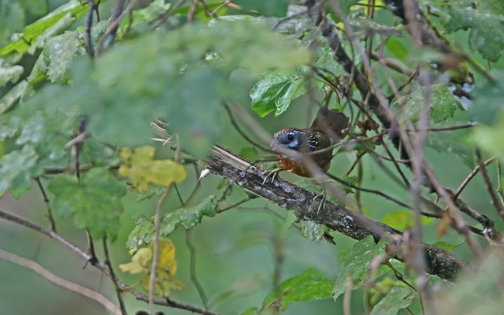 斑颈穗鹛(Stachyris strialata)