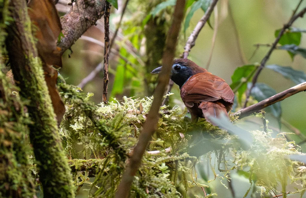 白领穗鹛(Stachyris thoracica)