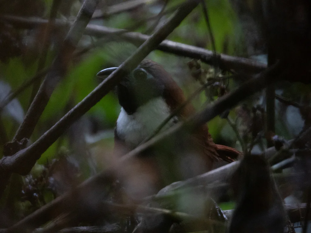 白领穗鹛(Stachyris thoracica)