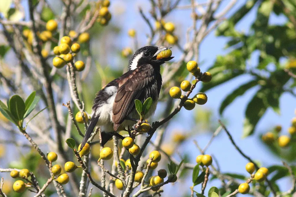 白耳拟啄木鸟(Stactolaema leucotis)