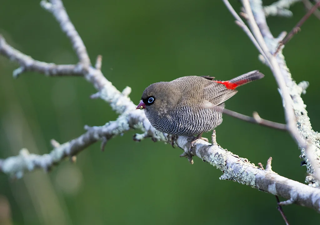 艳火尾雀(Stagonopleura bella)