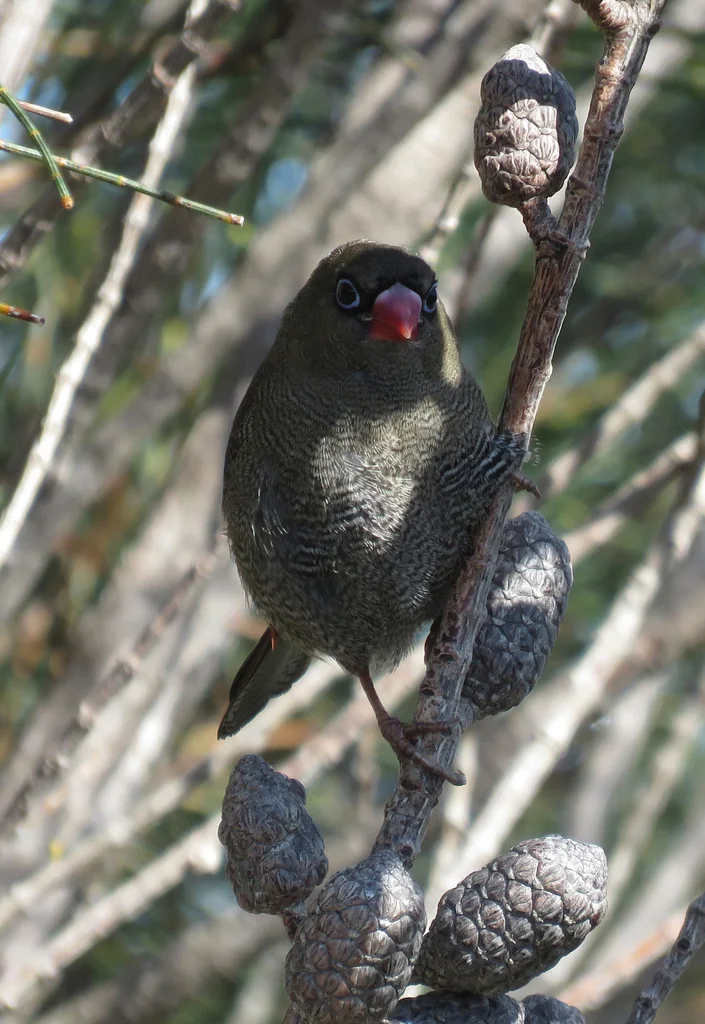 艳火尾雀(Stagonopleura bella)