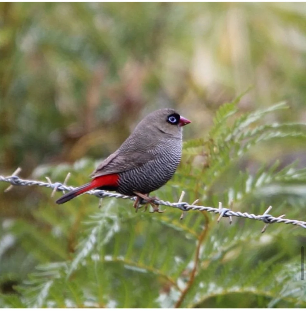 艳火尾雀(Stagonopleura bella)