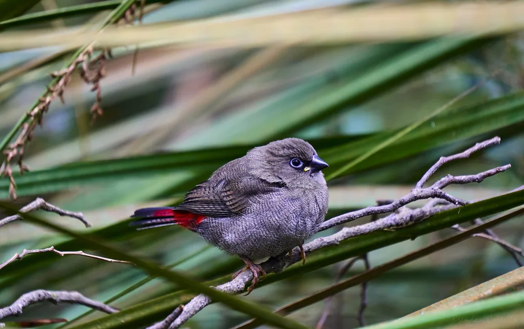 艳火尾雀(Stagonopleura bella)
