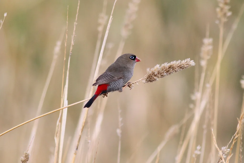 艳火尾雀(Stagonopleura bella)