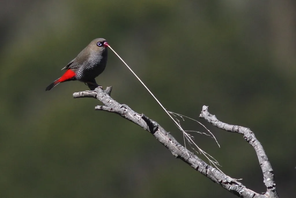 艳火尾雀(Stagonopleura bella)