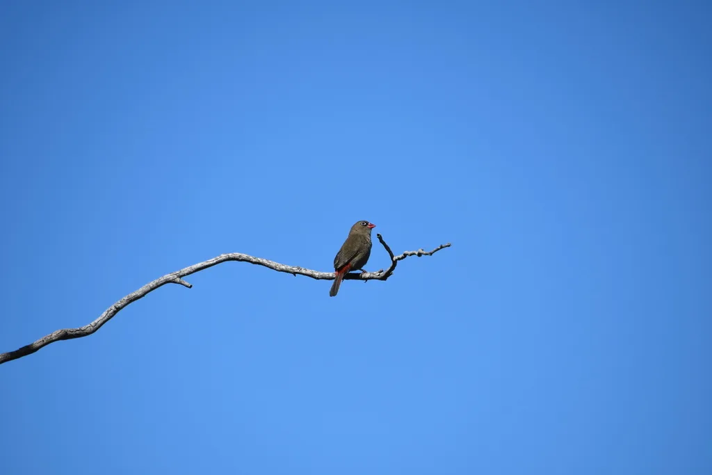 艳火尾雀(Stagonopleura bella)