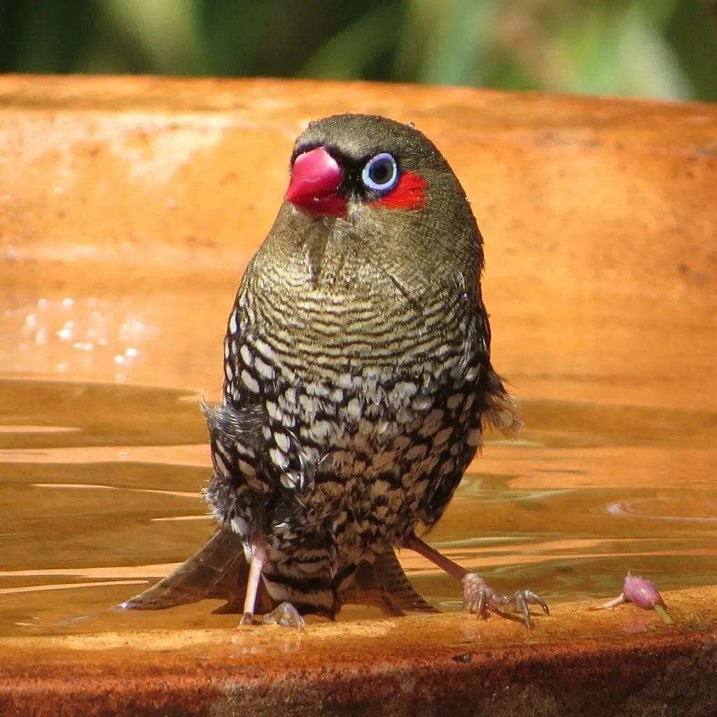红耳火尾雀(Stagonopleura oculata)