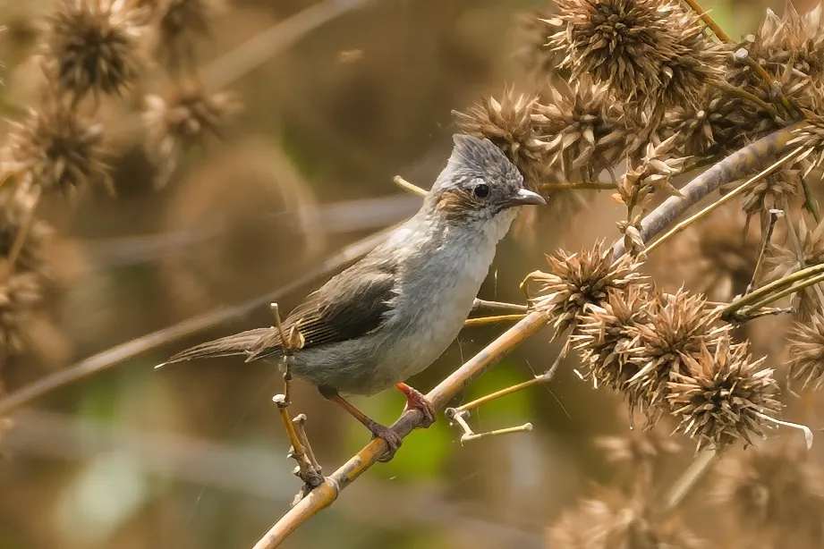 栗耳凤鹛(Staphida castaniceps)
