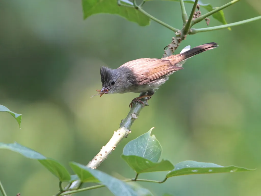 栗耳凤鹛(Staphida castaniceps)
