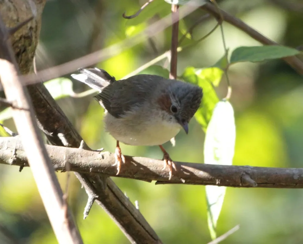栗耳凤鹛(Staphida castaniceps)