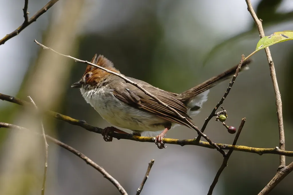 栗冠凤鹛(Staphida everetti)