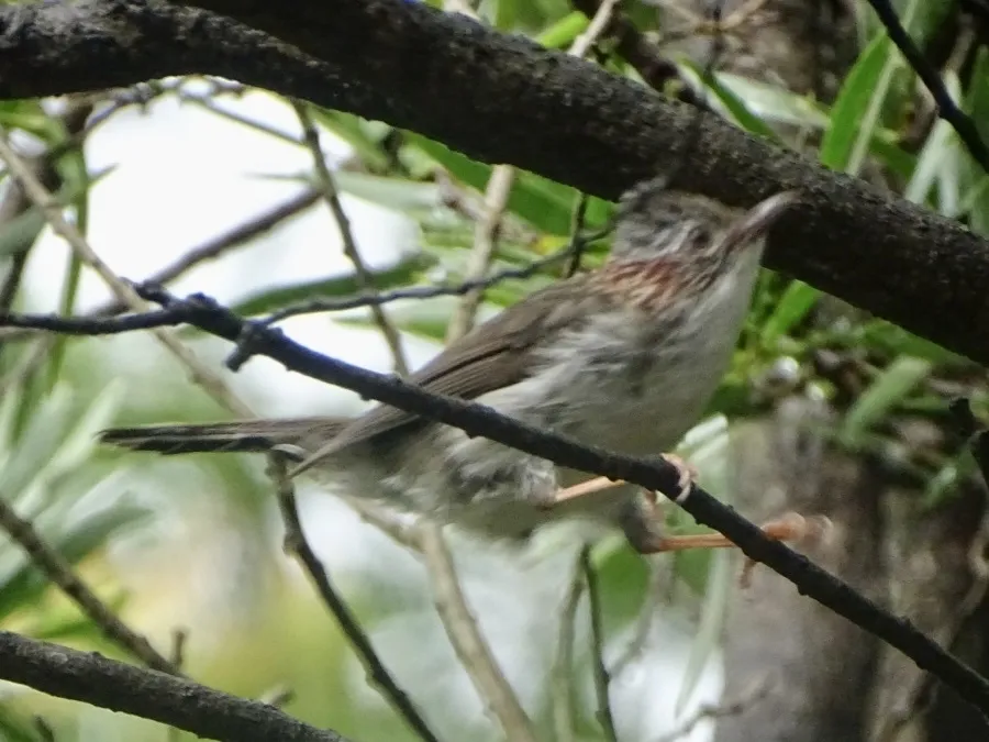 栗颈凤鹛(Staphida torqueola)