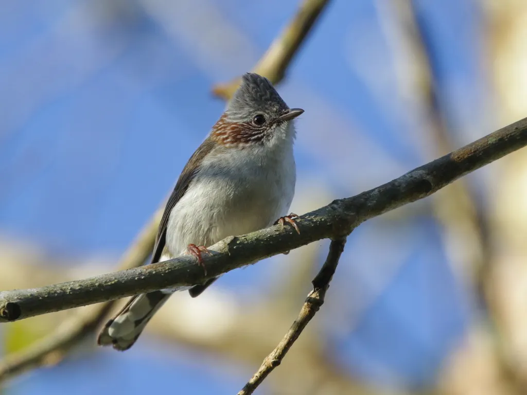 栗颈凤鹛(Staphida torqueola)