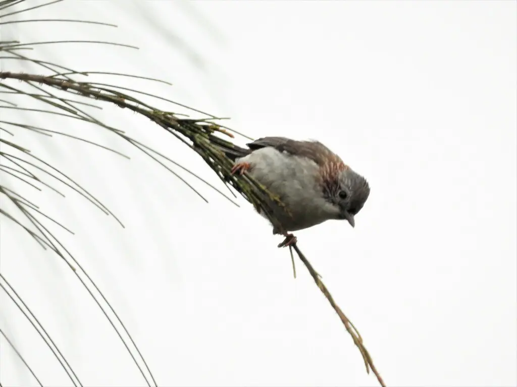 栗颈凤鹛(Staphida torqueola)