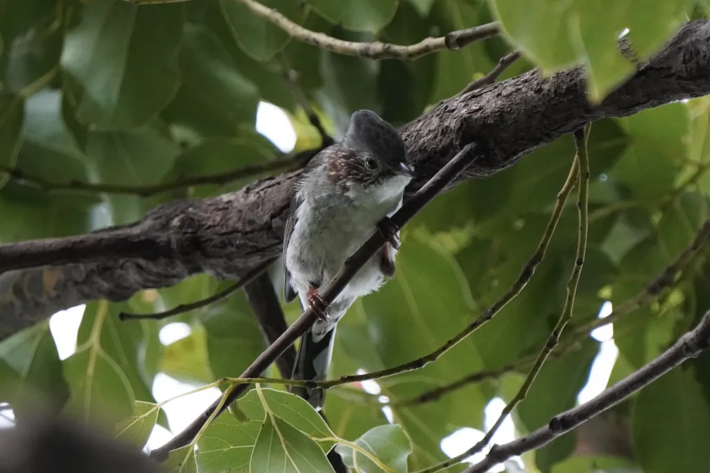栗颈凤鹛(Staphida torqueola)