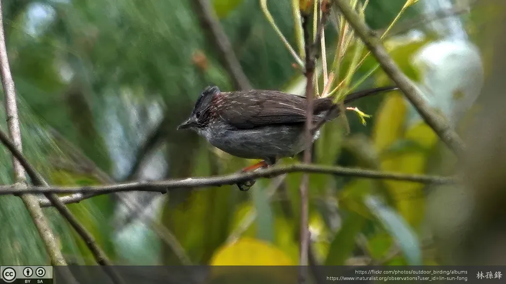 栗颈凤鹛(Staphida torqueola)