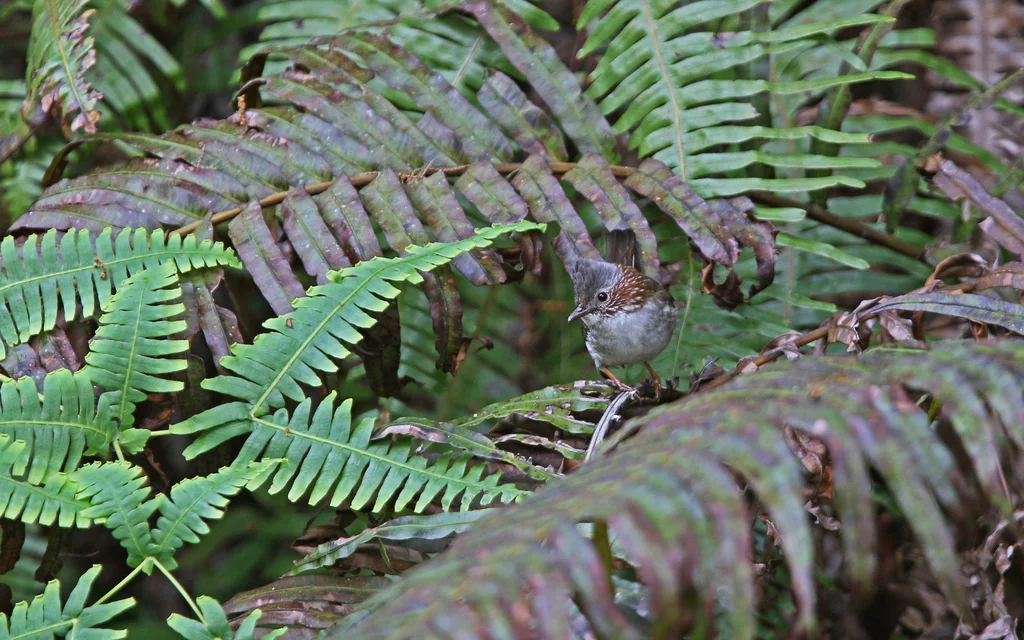 栗颈凤鹛(Staphida torqueola)