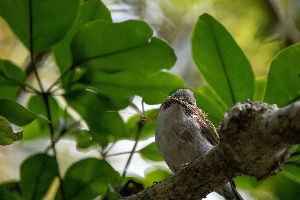 栗颈凤鹛(Staphida torqueola)