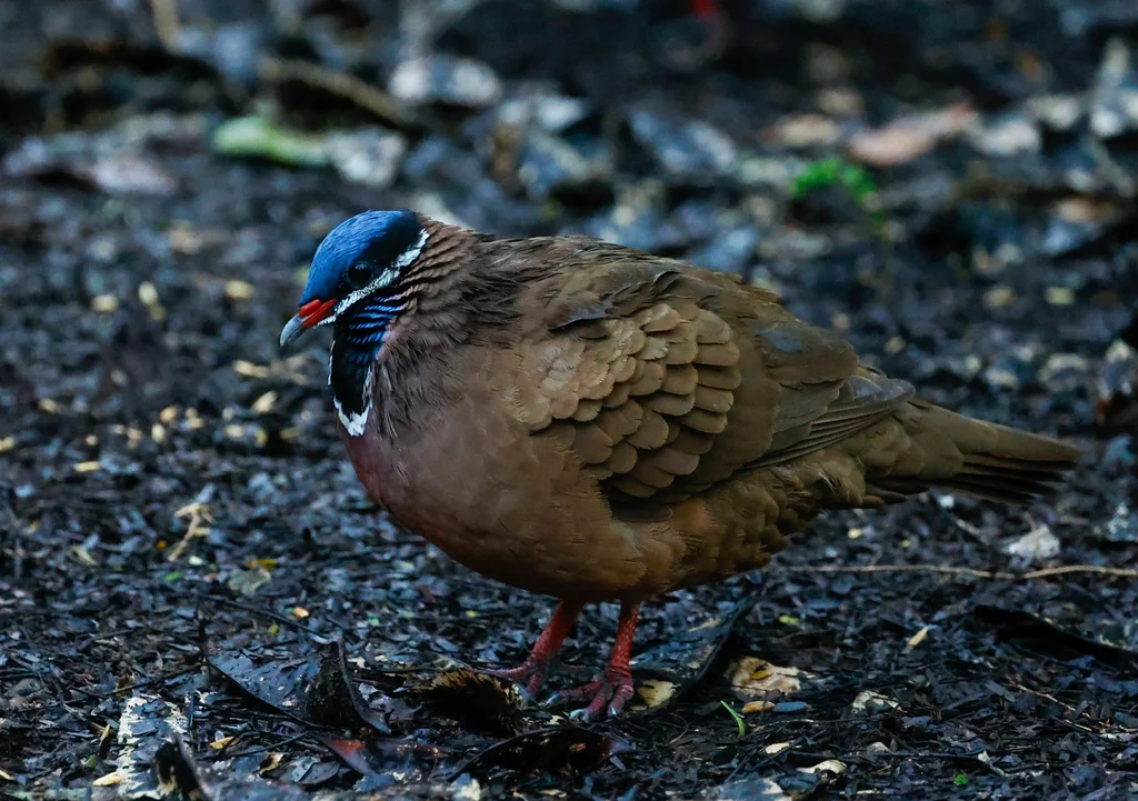 蓝头鹑鸠(Starnoenas cyanocephala)