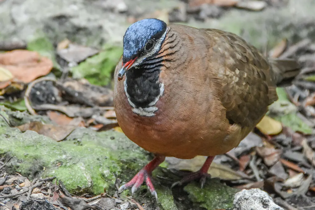 蓝头鹑鸠(Starnoenas cyanocephala)