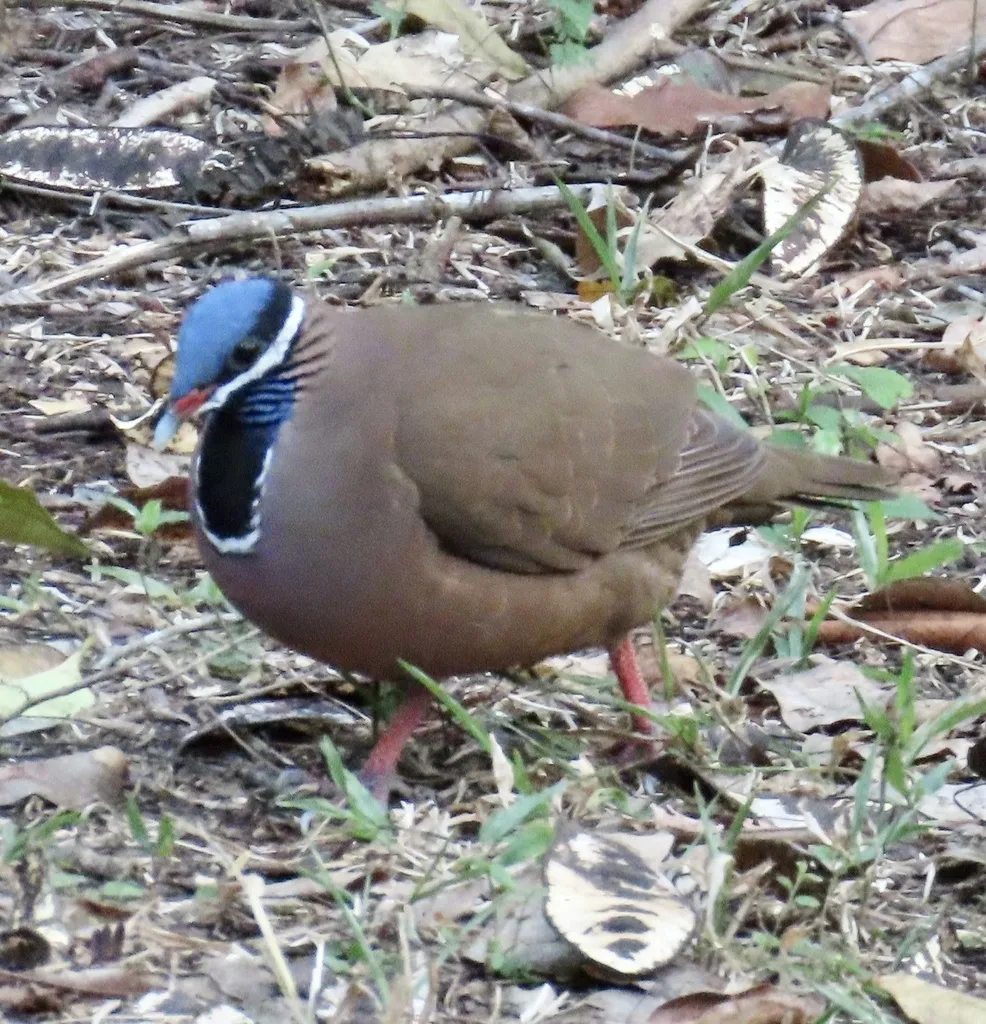 蓝头鹑鸠(Starnoenas cyanocephala)