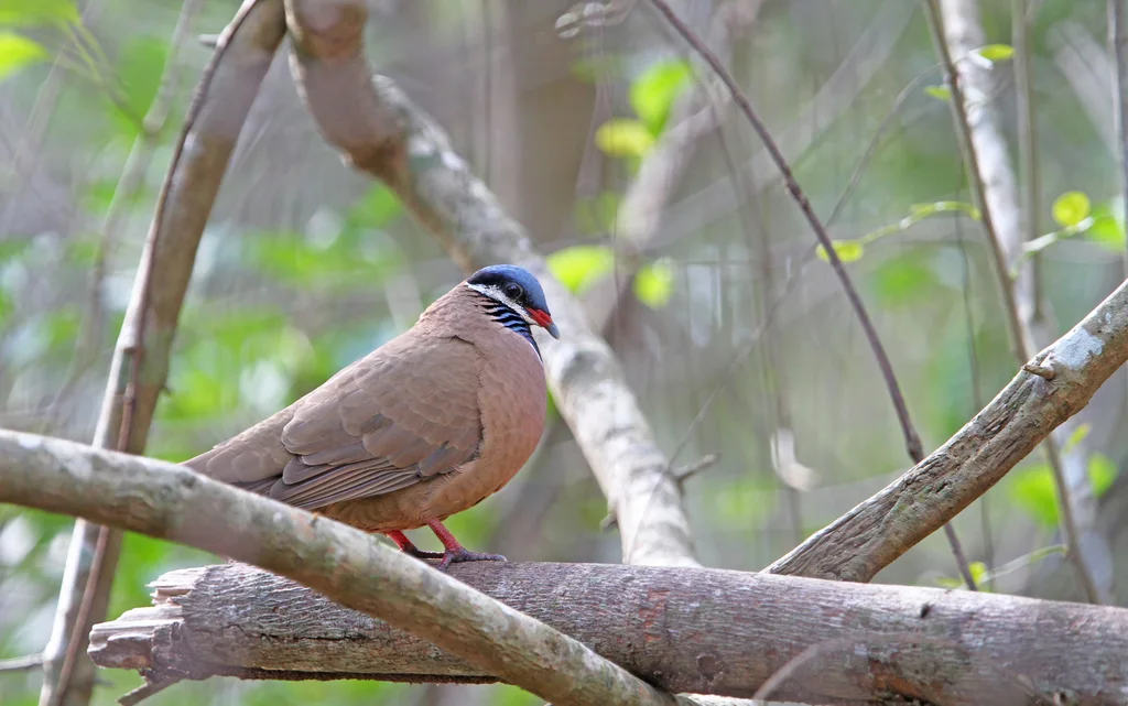 蓝头鹑鸠(Starnoenas cyanocephala)