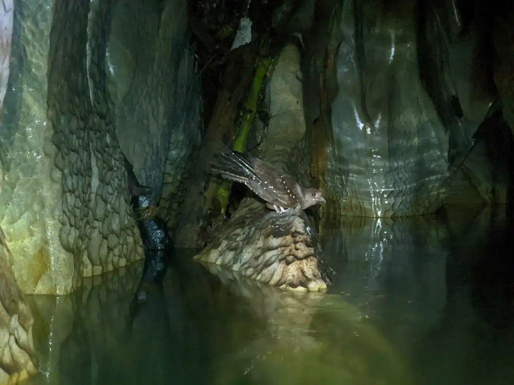 油夜鹰（Steatornis caripensis）