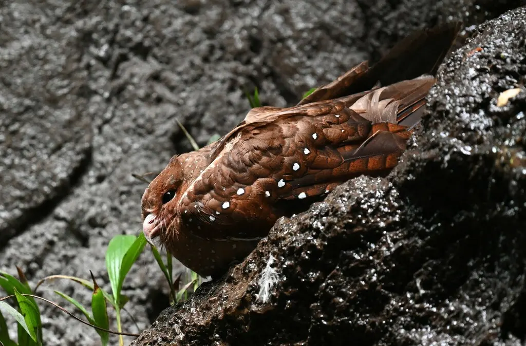 油夜鹰（Steatornis caripensis）