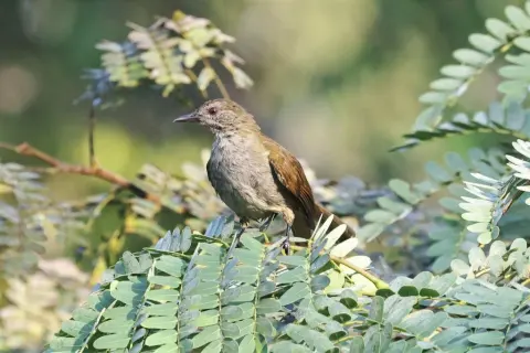 细嘴绿鹎