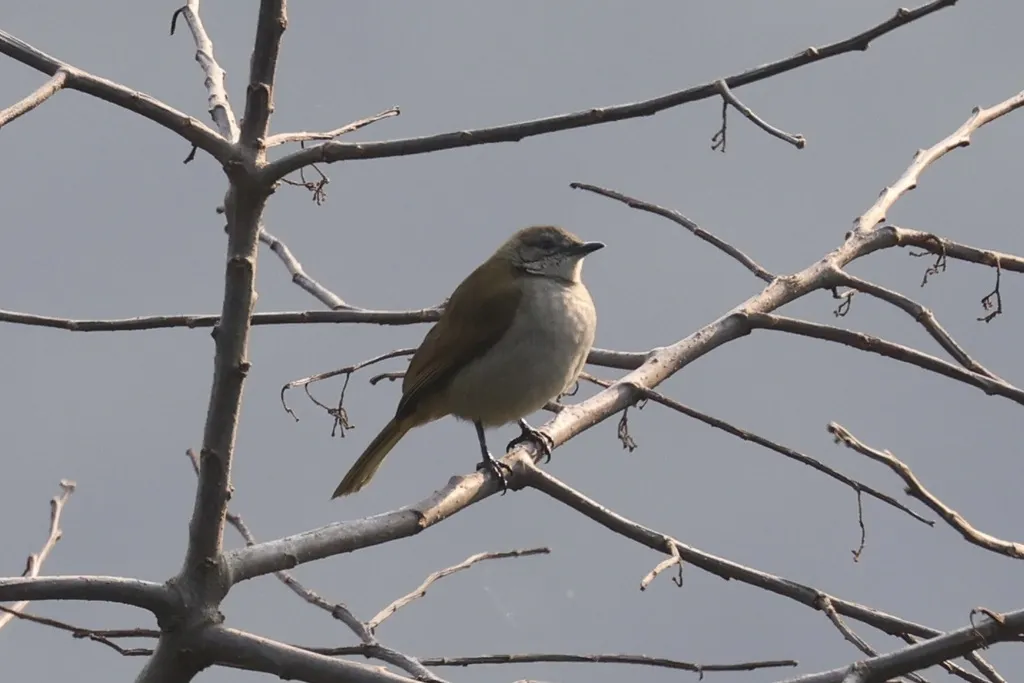细嘴绿鹎(Stelgidillas gracilirostris)