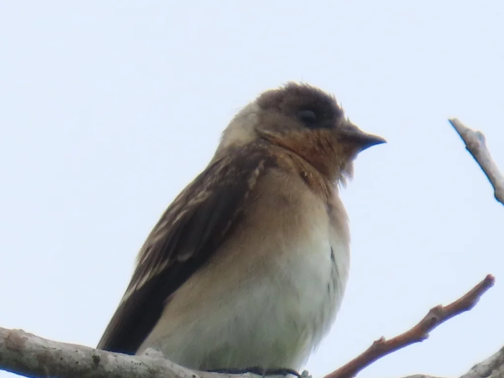 红翎毛翅燕(Stelgidopteryx ruficollis)