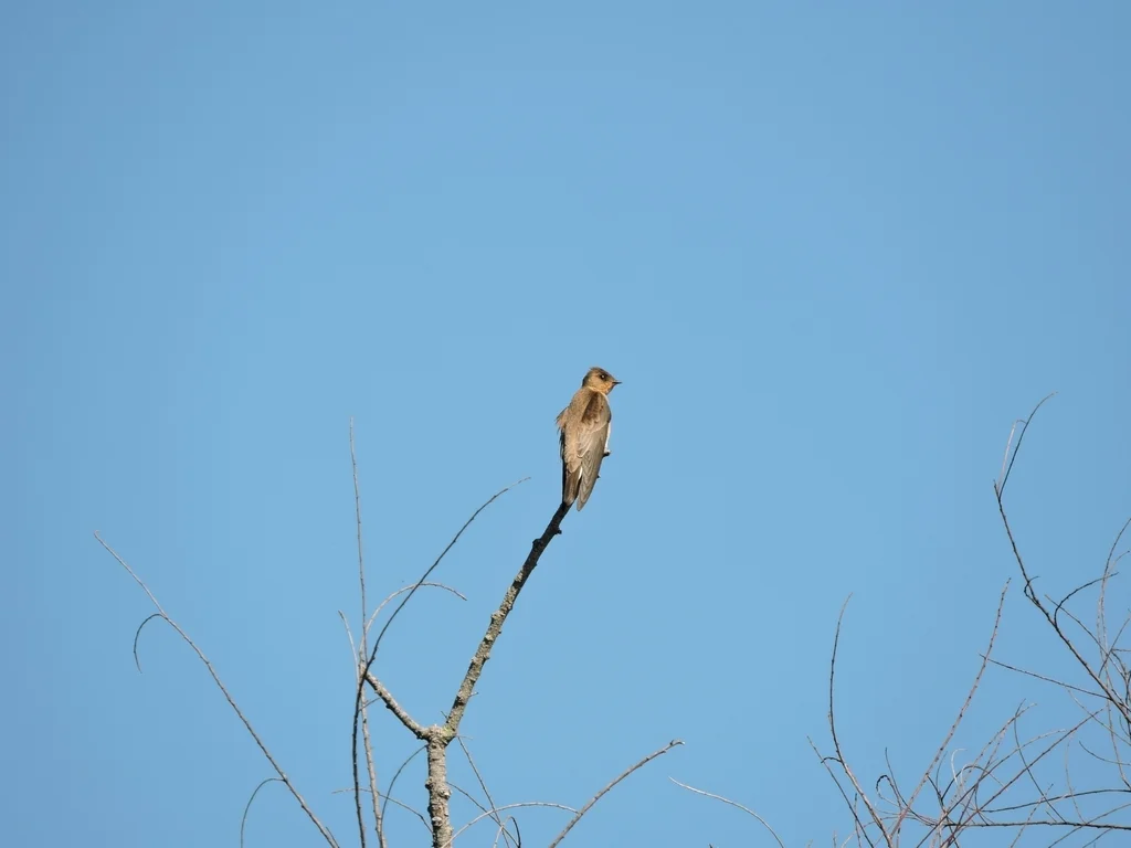 红翎毛翅燕(Stelgidopteryx ruficollis)