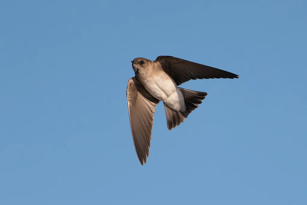 中北美毛翅燕(Stelgidopteryx serripennis)