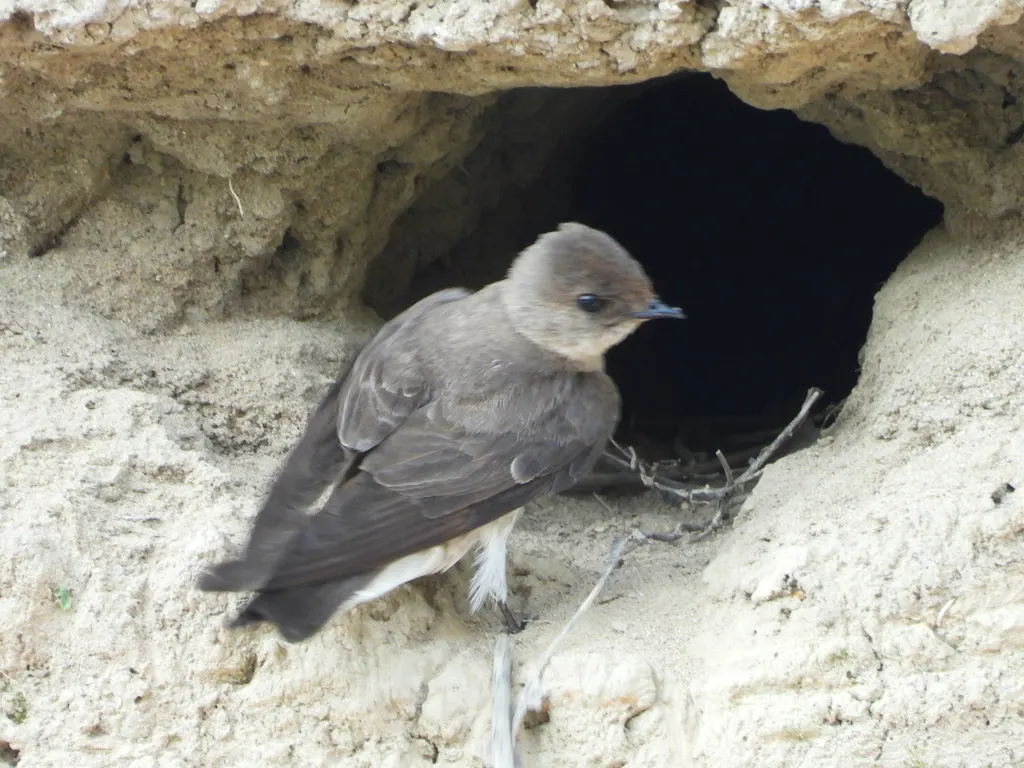 中北美毛翅燕(Stelgidopteryx serripennis)