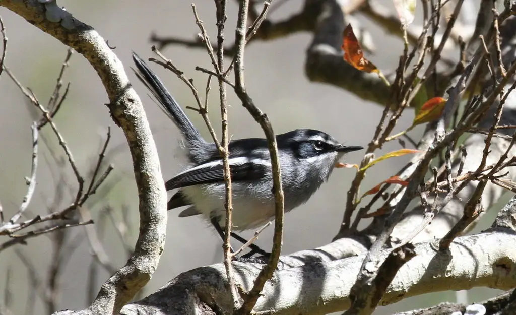 仙玉鹟(Stenostira scita)