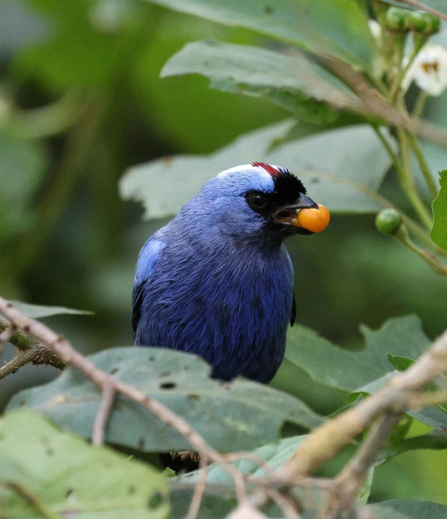 凤冠裸鼻雀(Stephanophorus diadematus)